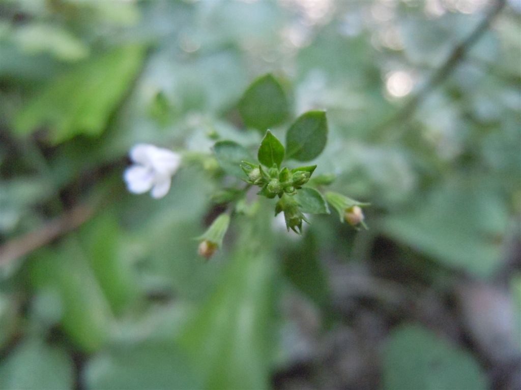 Reggia di Caserta (CE) : Clinopodium nepeta